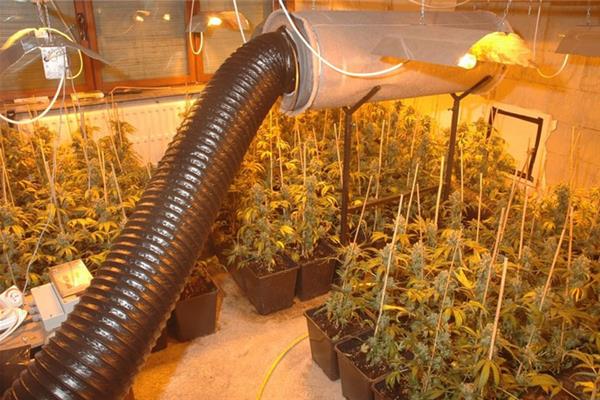 Cannabisplantage