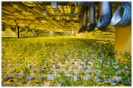 Viertal veroordeeld tot gevangenisstraffen en geldboetes voor cannabisplantage in Wijnegem