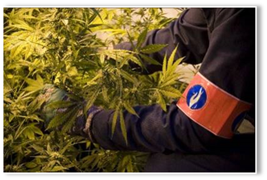 Veroordelingen voor cannabistelers