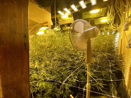 Politie Neteland ontdekt cannabisplantage met 400 planten en kiembakken van 4000 planten(stekken) in Herentals, 6 verdachten gearresteerd