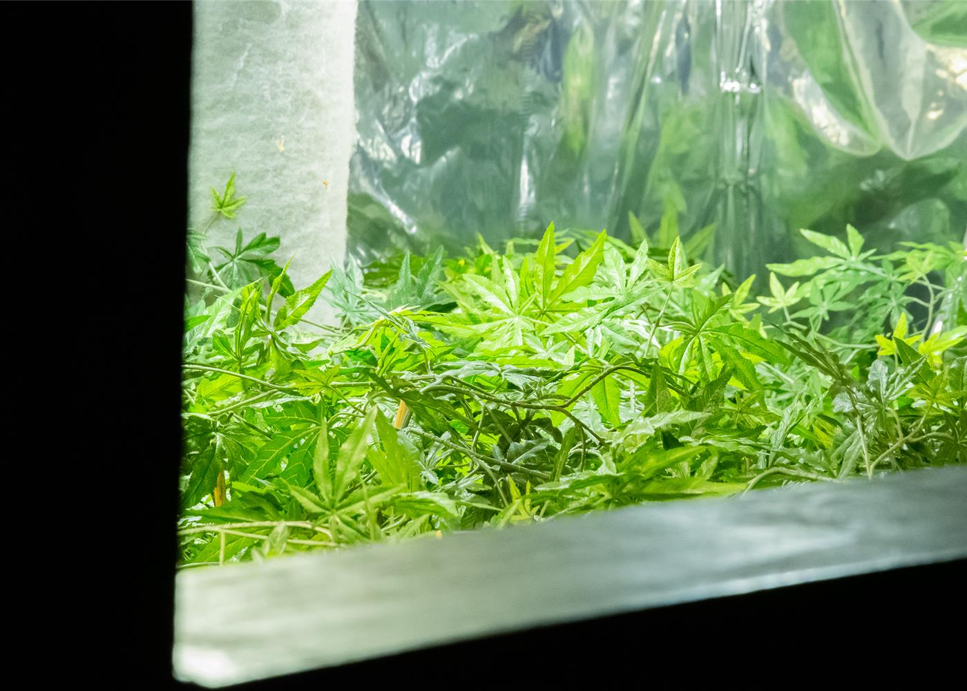 Politiezone Neteland ontmantelt cannabisplantage met hulp van anoniem meldpunt