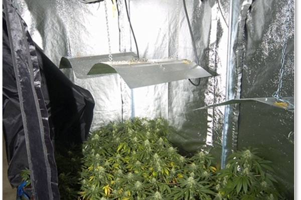 Herselt – Drie Nederlanders aangehouden voor cannabisplantage