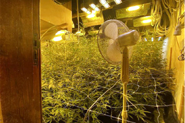 Politie Neteland ontdekt cannabisplantage met 400 planten en kiembakken van 4000 planten(stekken) in Herentals, 6 verdachten gearresteerd