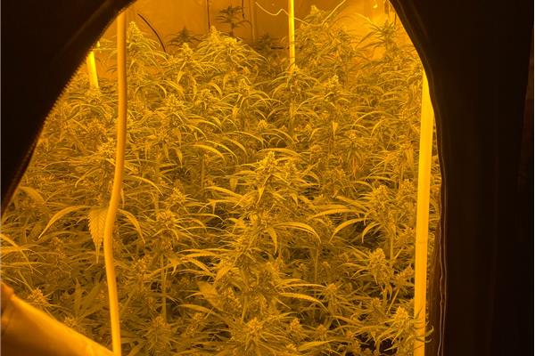 Plantage ontmanteld in Lier