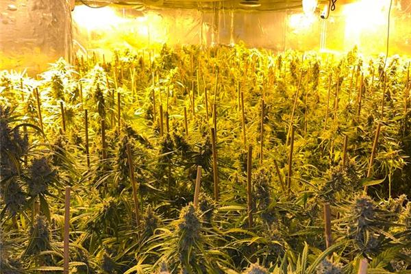 Zes verdachten aangehouden voor betrokkenheid bij cannabisplantage in Burcht